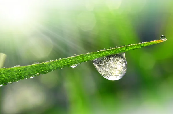 Frozen dew — Stock Photo, Image