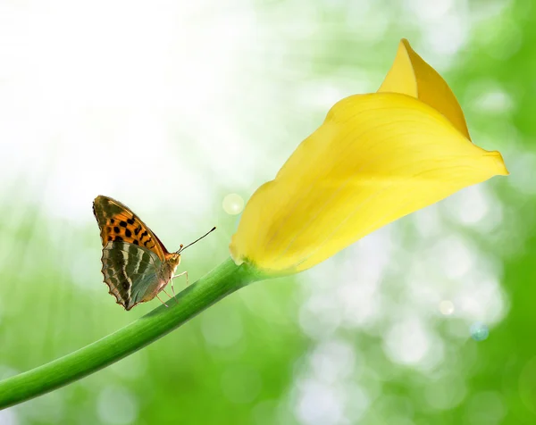 黄色马蹄莲 — 图库照片