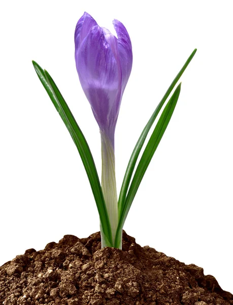 stock image Crocus flower