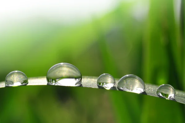 stock image Dew drops close up