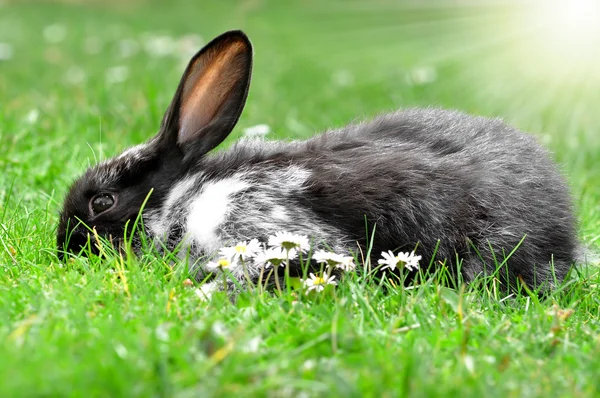Lindo conejo —  Fotos de Stock