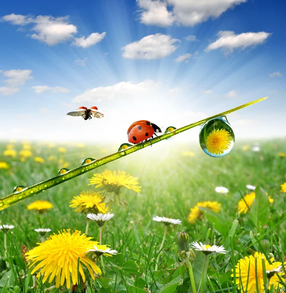 Dew and ladybug — Stock Photo, Image