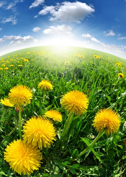 Dandelions in the meadow — Stock Photo, Image