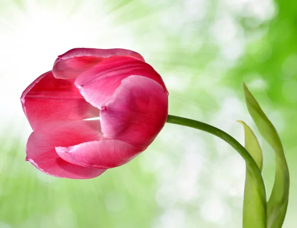 Tulipa rosa — Fotografia de Stock