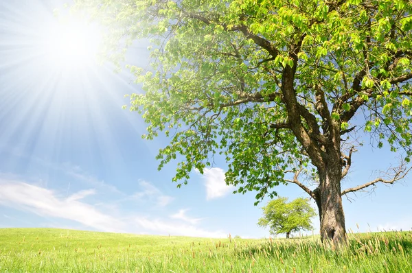 stock image Spring landscape