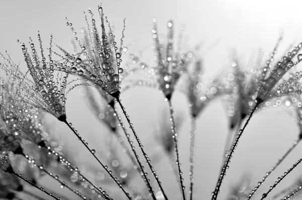 Păpădie Dewy — Fotografie, imagine de stoc