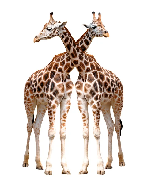 Żyrafy na białym tle — Zdjęcie stockowe