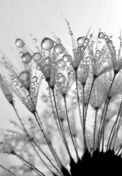 Stock image Dewy dandelion