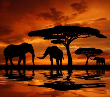 Silhouette two elephants clipart