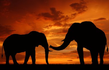 Elephants in the sunset clipart