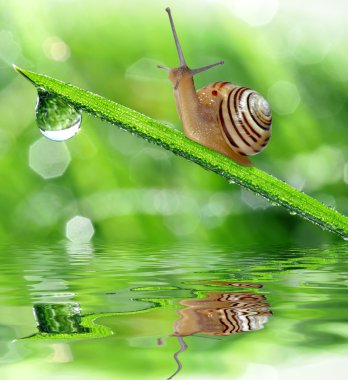 Snail on dewy grass clipart