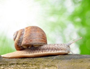 Garden snail clipart