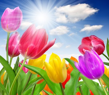 Colored tulips clipart