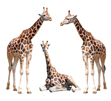 Giraffes clipart