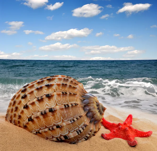 stock image Conch shell with starfish