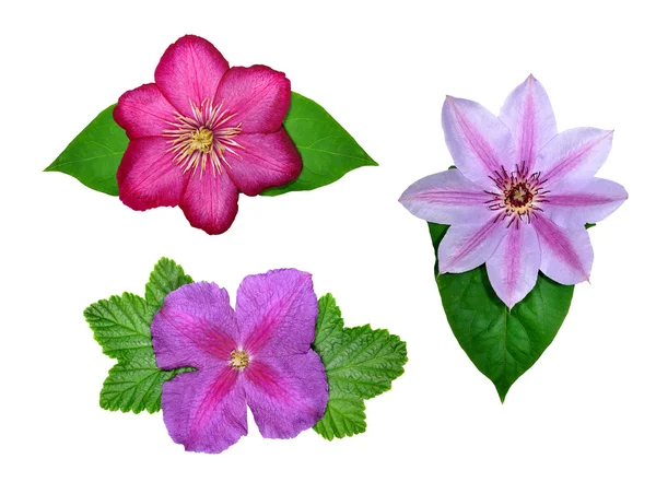 stock image Flowers of the genus Clematis