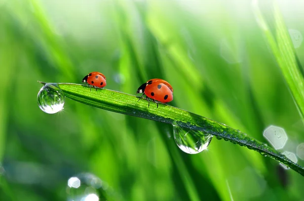 Rugiada e coccinella — Foto Stock