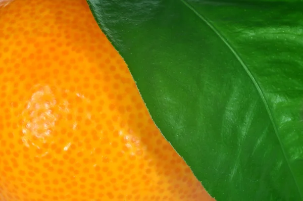 Mandarine en gros plan — Photo