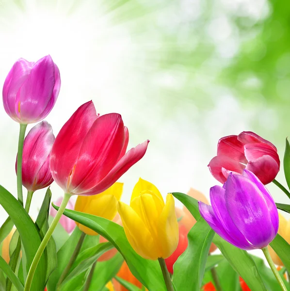 Colored Tulips — Stock Photo, Image