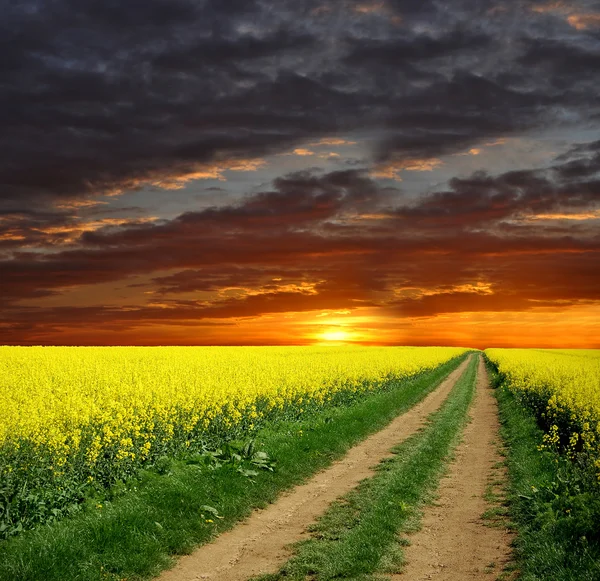Way in rapeseed field — Stock Photo, Image