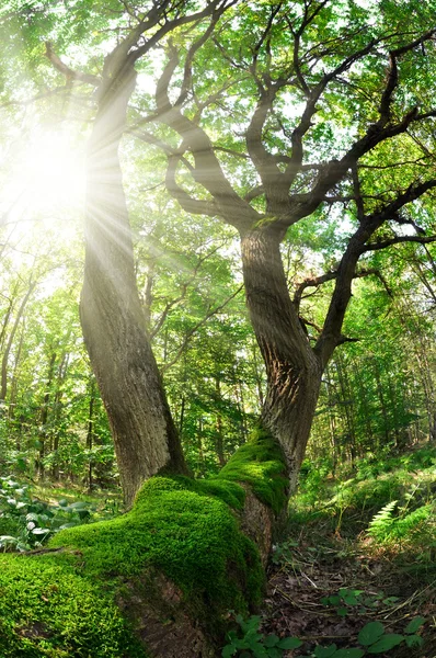 Vieux chêne dans le parc national Sumava — Photo