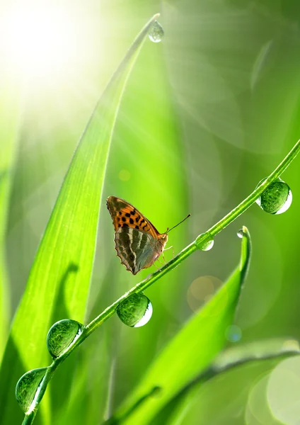 露水和蝴蝶 — 图库照片