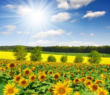 Sunflower field clipart