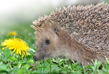 Hedgehog clipart