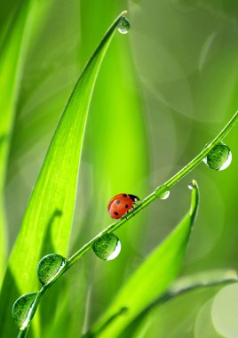 Dew and ladybird clipart