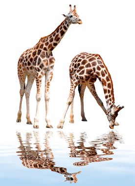 Giraffes clipart