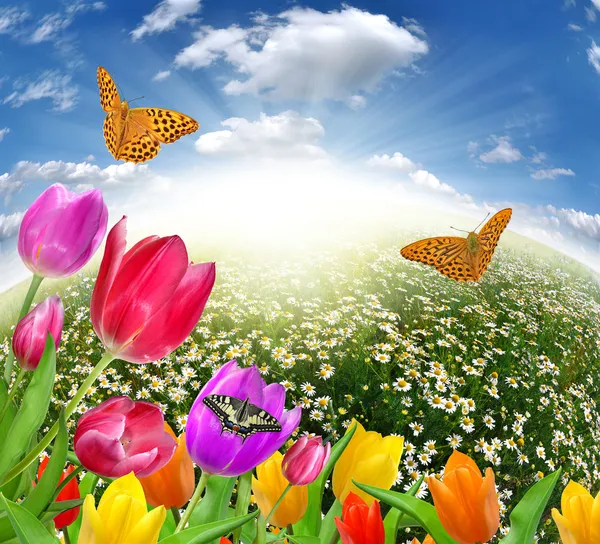 Field of daisies with butterflies — Stock Photo, Image