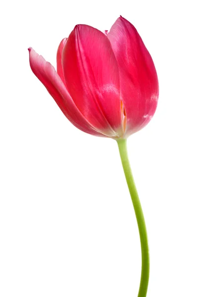Tulipa isolada — Fotografia de Stock