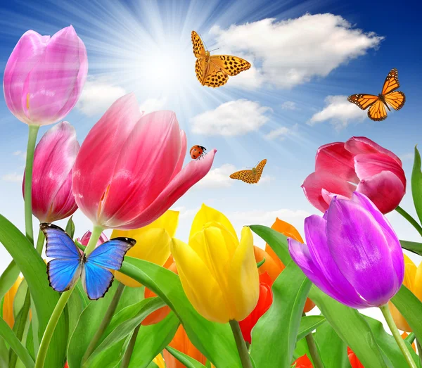 Тюльпан с бабочкой — стоковое фото