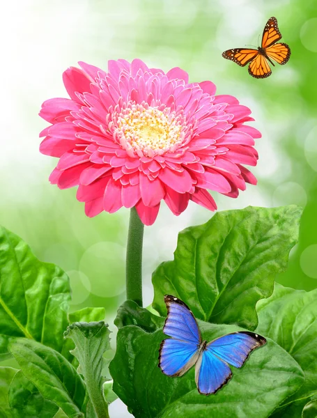 Gerberas with butterflies — Stock Photo, Image