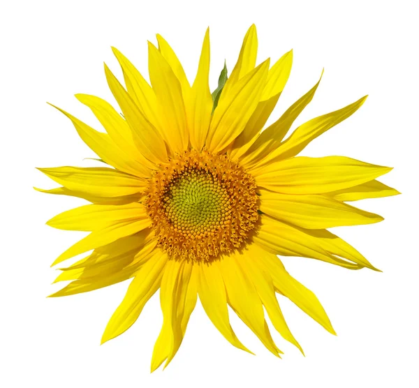 Girasole — Foto Stock