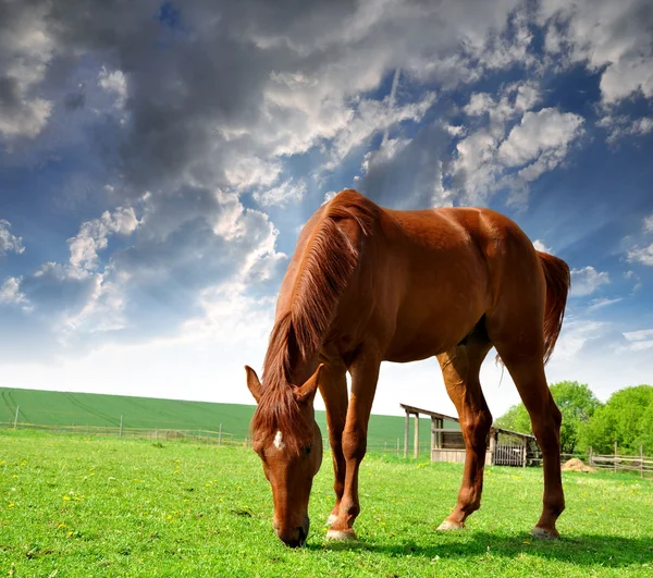 Paard in het weiland — Stockfoto