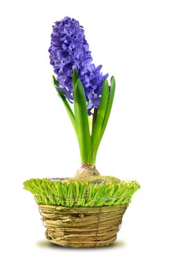 Hyacinth in the pot clipart