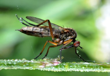 böcek empis tesselata