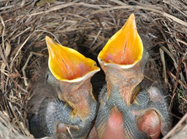 Baby blackbirds clipart