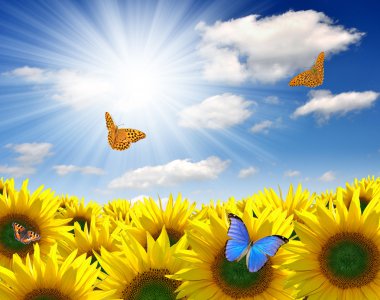 Sunflower field with butterflies clipart