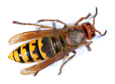 European Hornet (Vespa crabro) clipart