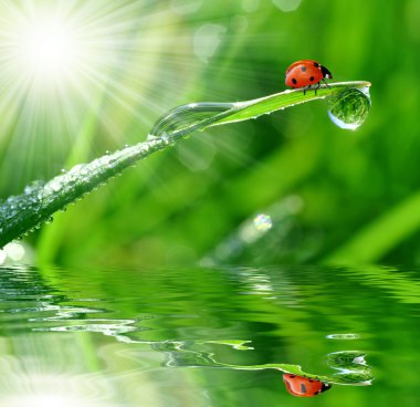 Dew and ladybird clipart