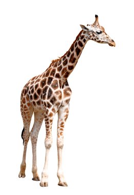 Giraffes isolated clipart