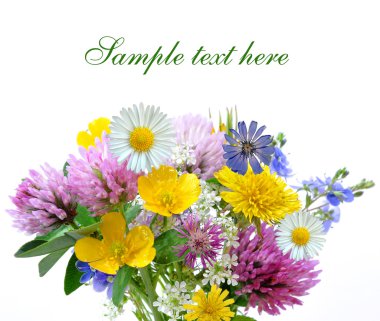 Meadow flowers isolated clipart
