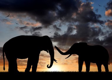 Elephant in the sunset clipart