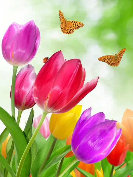 Tulipan z motyl — Zdjęcie stockowe