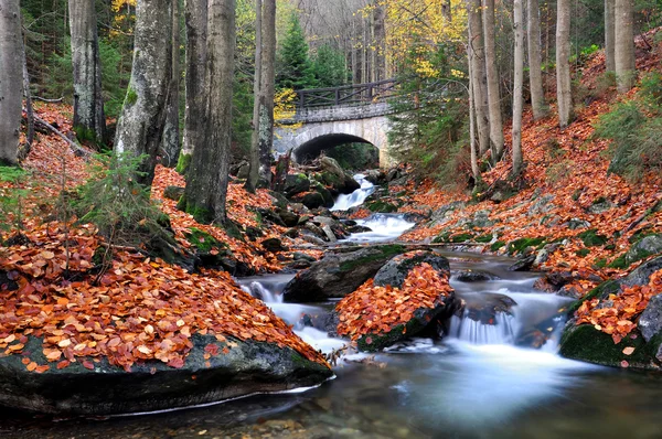 Autumn creek — Stock Photo, Image