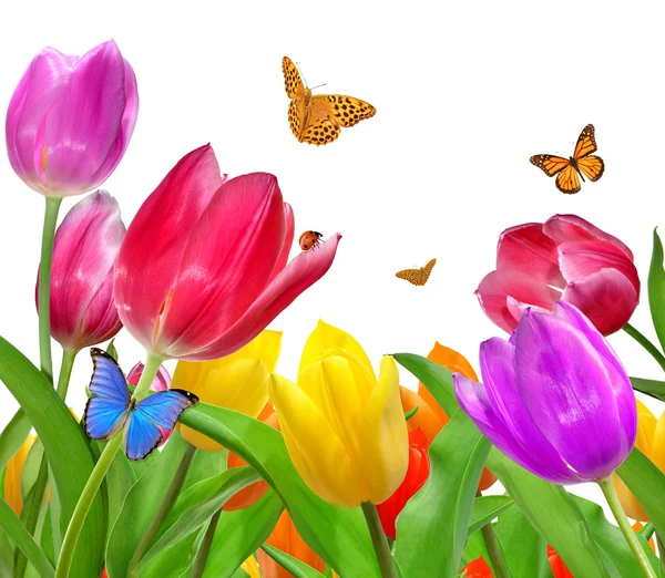 Tulipány s motýl — Stock fotografie