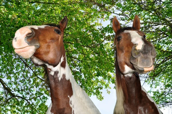 Zwei Pferde — Stockfoto