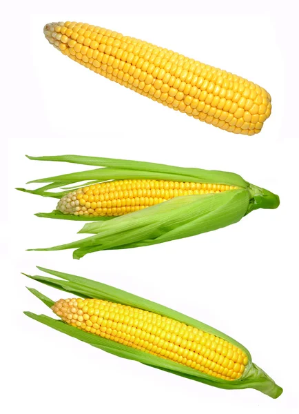 Кукуруза изолирована — стоковое фото